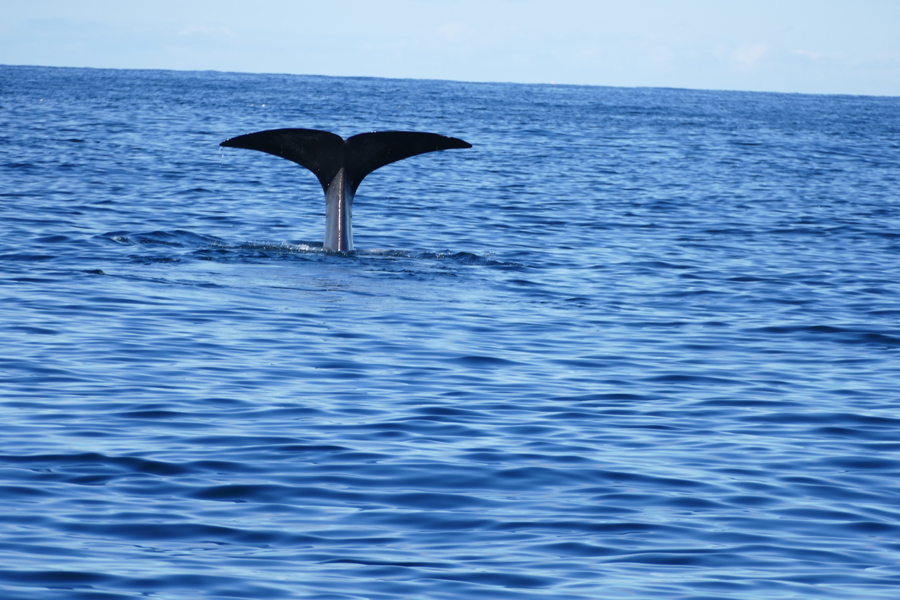 There She Blows! Santosa's Crew Experience A Whale